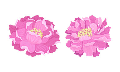 Peony Open Flower Bud with Showy Pink Petals and Stamens Vector Set