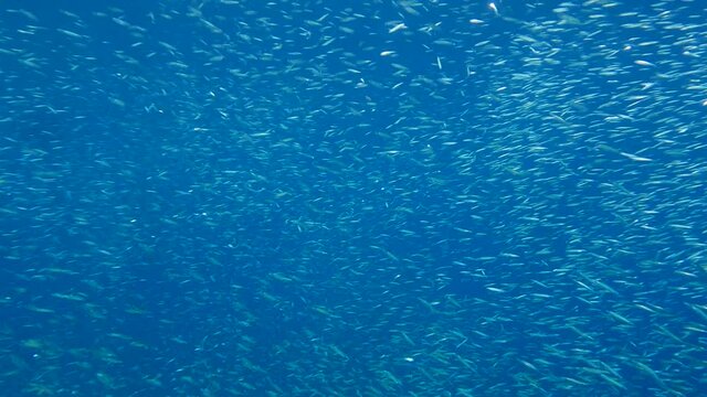Massive school of small fish swims in blue water and silvering in sunlights. Silver-stripe round herring, slender sprat, or Kibinago minnow (Spratelloides gracilis) 