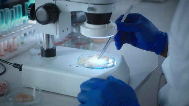 Crop scientist examining chicken cell meat under microscope