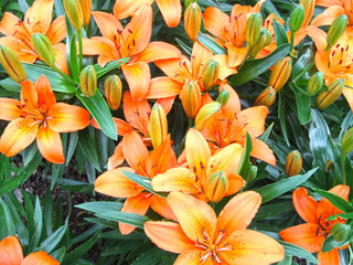 Fototapeta premium luxurious orange lilies bloom in summer on a flower bed in the garden
