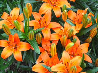 luxurious orange lilies bloom in summer on a flower bed in the garden