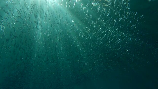 Slow motion, large school of fish swims in sun rays. Flock of European sprat fish (Sprattus sprattus), Backligt by sunshine