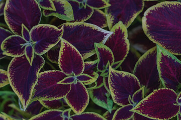 Close up green and purple coleus solenostemon hybrida leaves 