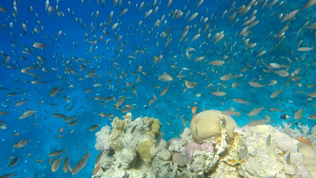 Slow motion, Colorful tropical fish and beautiful coral reef on blue water background. Arabian Chromis (Chromis flavaxilla). Camera slowly moving forwards approaching a coral reef