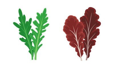 Leaf Vegetables or Vegetable Greens as Salad Ingredient Vector Set