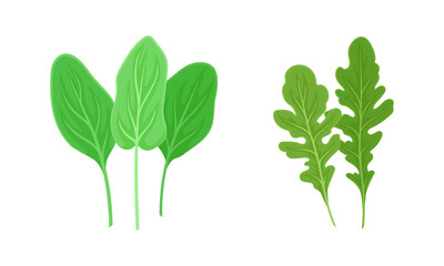 Leaf Vegetables or Vegetable Greens as Salad Ingredient Vector Set