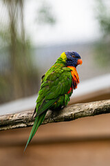 Perroquet