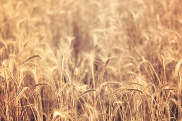 Wheat spikes. Close up of wheat plants ready to harvest with shallow depth of field.