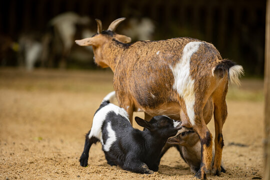 Ch&egrave;vre naine et chevreau