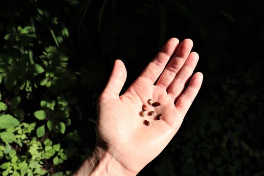 Pépins de pommes. Photographie gros-plan d'une main tenant des graines de pommes. Semence et pommier. Nature et semences. Graines et pépins de pomme.