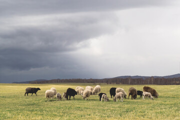 sheeps on pasture over stormy sky. quality photo