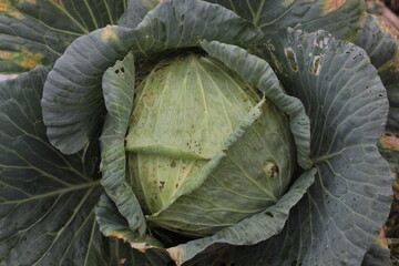 fresh cabbage for cooking