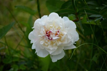 White peony