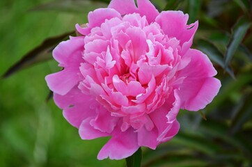 Pink peony