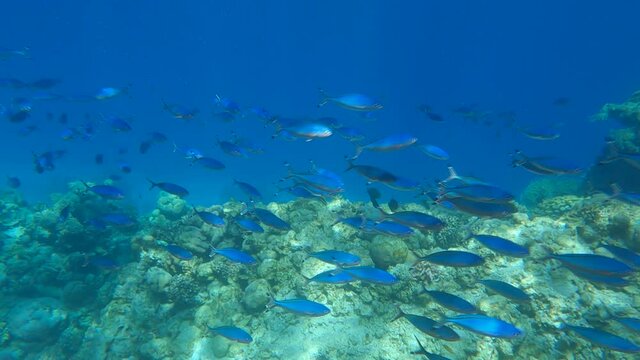 Shoal of Fusilier fish swimming over coral reef in blue water. School of Lunar Fusilier (Caesio lunaris) 