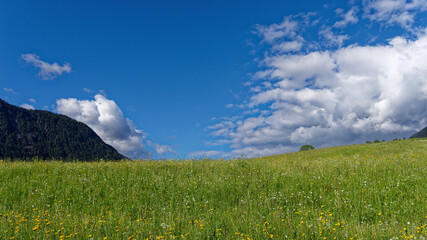 Fototapeta premium Grüne Sommerwiese in Tirol