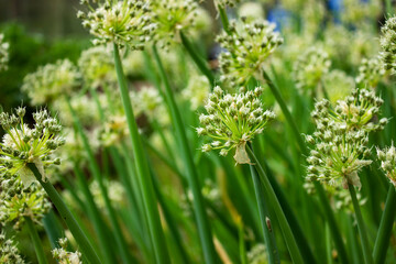 Green background with close up shoot of plant. Ecology and nature concept, Green leaves branches background. Background of green tree bush. Relaxing background