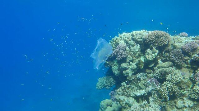Transparent plastic bag on the near beautiful coral reef, tropical fish swim nearby. Plastic pollution of the ocean. Plastic bag and school of Arabian Chromis (Chromis flavaxilla)
