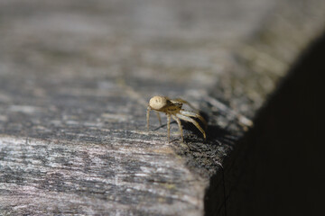 macro of a spider