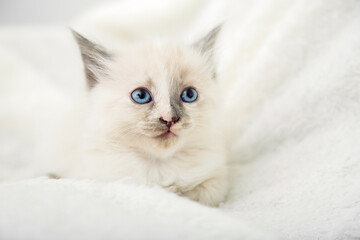 Fototapeta premium White kitten with blue eyes gray ears. Portrait of beautiful fluffy white kitten. Cat animal kitten lies on white soft plaid