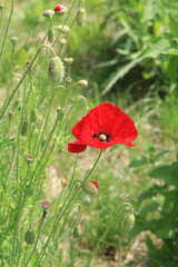 Fototapeta premium bright beautiful summer poppies in the botanical garden