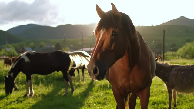 Portrait of beautiful red brown horse animal in summer sunset green field nature pasture stable background. Horse Close-Up at sunset looking at camera. Eyes, mane, muzzle, of the horse. Sun lens flare