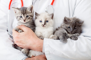 Many kittens cats in male vet doctor hands for check health, animal pets check up. Man holding...