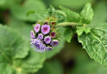 Leberbalsam-Blüten und Knospen
