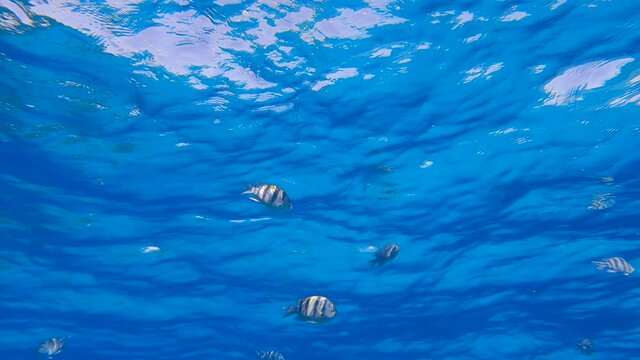 Shoal of Sergeant major fish swims under surface of blue water. School of Indo-Pacific sergeant (Abudefduf vaigiensis). Low-angle shot, slow motion