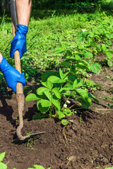 The farmer rakes the soil around the young strawberries. Close-up of the hands in gloves of an agronomist while tending a vegetable garden