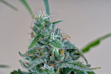 Detail of an AK-47 Cannabis plant isolated in pastel color background