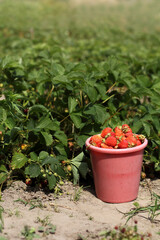 berries of ripe strawberries in a red bucket on the background of the garden. delicious sweet summer