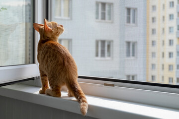 A small cute ginger tabby kitten sits on the window sill with a protective mosquito and anti-vandal...