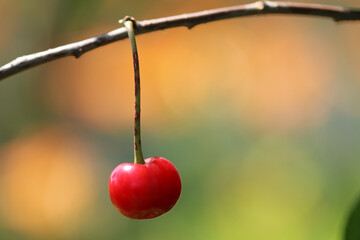 Single ripe cherry berry hanging on a tree branch. Blurred background.
