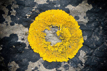 yellow lichen on the stone - Powered by Adobe