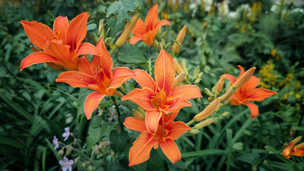 Orange lilies and green leaves in the garden close-up