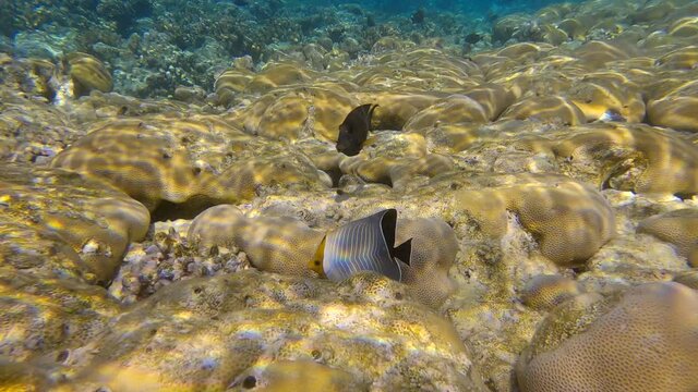 Butterflyfish feeds on the coral reef. Blue chevron Butterflyfish, Hooded Butterflyfish or Orangeface Butterflyfish (Chaetodon larvatus)