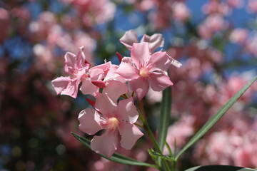 pink flowers