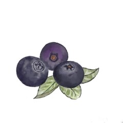 blueberries isolated on white