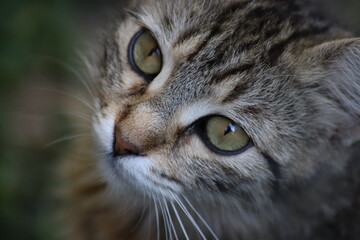 portrait of a cat
