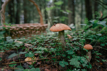 Mushroom picking in season. Edible forest mushrooms, boletus grows in the grass.