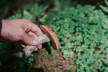 Seasonal picking of edible mushrooms in the forest. Male hands are holding a cut mushroom.