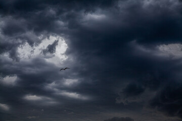 Black-blue clouds cover the sky. where the seagull roars in the middle of the frame. The bird...