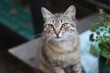 portrait of a cat