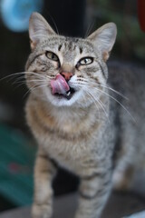 portrait of a cat