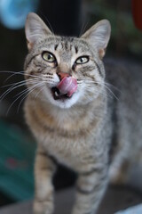 tabby cat portrait