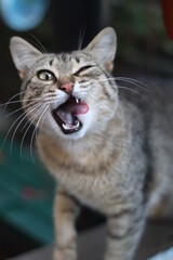 bengal cat portrait