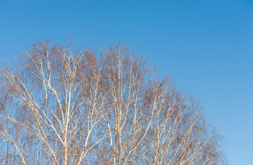 Birch trees at the end of the winter period against a cloudless sky. Selective focus.