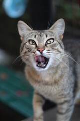 portrait of a cat