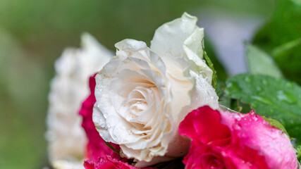 Bouquet of roses, white and pink, abandoned on a wooden bench, in the middle of a park, on a rainy day, close up